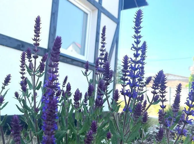 Tatil Evi Trzy - 3 *